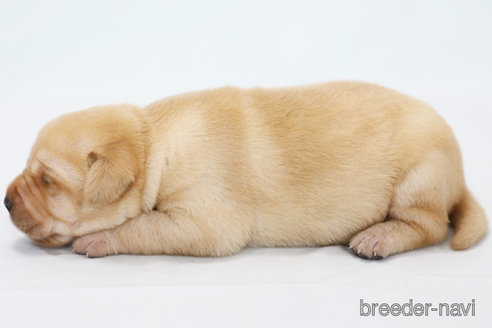 成約済の神奈川県のラブラドールレトリーバー-313749の2枚目